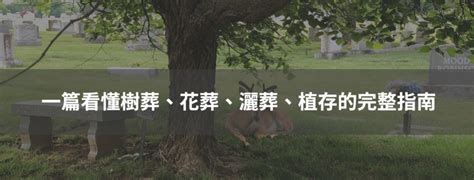 樹葬如何祭拜|2024 一次看懂最新環保葬法：樹葬、花葬流程、優缺點及申請費。